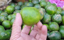 Đà Lạt: Giá chanh tăng cao bất ngờ!