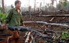 Giám đốc lâm trường tiếp tay cho lâm tặc
