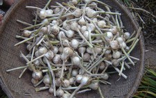 Công bố thương hiệu hành, tỏi Lý Sơn