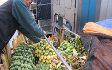 Ách tắc tại cửa khẩu Tân Thanh: Hàng ngàn tấn nông sản có nguy cơ đổ bỏ