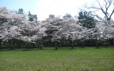 Lễ hội hoa anh đào ở Washington