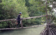 Phá rừng ngập mặn, trả giá rất đắt