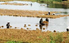 Giúp dân thu hoạch lúa