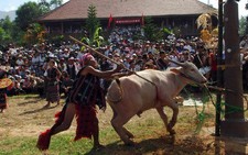 Lễ hội đâm trâu ở A Lưới