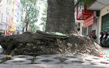 Thi công vỉa hè xâm hại cây xanh sẽ bị xử lý