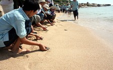 Ninh Thuận: Cứu hộ, thả về biển 86 rùa xanh quí hiếm