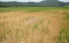 Thanh Hóa: hơn 7.000ha lúa mùa bị hạn và nhiễm mặn nặng