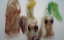 Ăn mực ống xanh có ngộ độc?