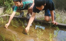 Học trồng lúa để ăn uống khỏe mạnh