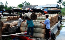 Làng chiếu phương Nam