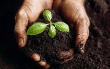 Giảm thải khí CO2 bằng... vỏ dừa