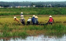 Mưa kéo dài, hàng trăm hecta lúa chuẩn bị thu hoạch bị ngập úng