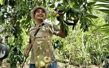 Du lịch miệt vườn Thới Sơn vì sao đìu hiu?