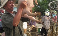 Nhộn nhịp chợ heo Bà Rén