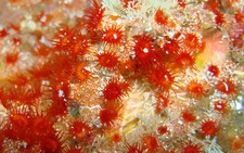 Tìm thấy nhiều loài san hô mới ở quần đảo Galapagos