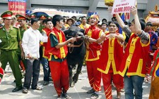 40.000 người dự hội chọi trâu Đồ Sơn