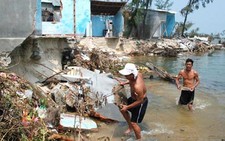 Rừng dương mất, bão dữ hơn