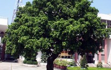 Cây kiểng trị giá 10 tỉ đồng