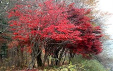 Xúc cảm thu Seoul