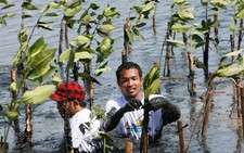 Trồng đước ngừa nước biển dâng