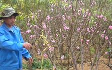 Hoa đào má hồng sẽ nở rộ trong Festival hoa Đà Lạt 2010