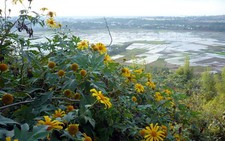 Pleiku vàng rực dã quỳ