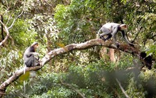 Tiếng vọng của đàn voọc rừng Kon Ka Kinh - Kỳ cuối: Chuyện người và voọc