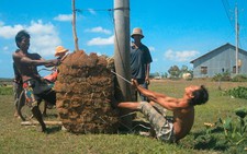 Ép cỏ bàng đầu xuân