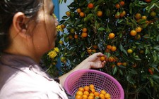Cần lưu ý quả quất cảnh chưng tết