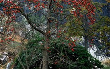 Hoa gạo tháng 3