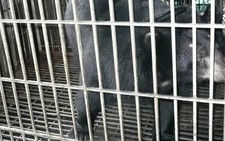 Một hộ dân tự nguyện trả gấu nuôi về rừng