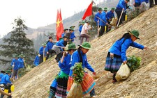 50ha rừng 