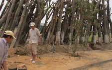 Chém cây sống, trồng cây mới cho đồng bộ
