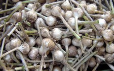 Tỏi Lý Sơn bị trộn 