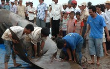 Bạc Liêu: đổ xô xem cá ông nặng 13 tấn mắc lưới chết