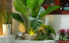 Chăm sóc cây cảnh trong nhà