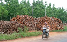 Đổ xô chặt điều trồng cao su