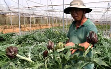 Trồng thành công hai giống atisô mới