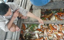 23 tấn cá chết trắng sông Đồng Nai