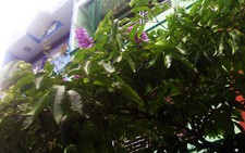 Bằng lăng tím phố biển nở hoa mùa đầu