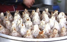 Khám phá ẩm thực vùng Giang Tô
