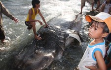 Cá chết dạt vào biển Quy Nhơn là cá nhám voi