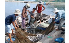 Cá chết trắng trên vịnh Mân Quang