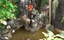 Hòn non bộ và rạn san hô