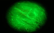 Tằm biến đổi gene sản xuất tơ nhân tạo