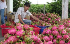 Chile, Hàn Quốc mở cửa với thanh long Bình Thuận