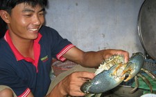 Lại bắt được cua khổng lồ