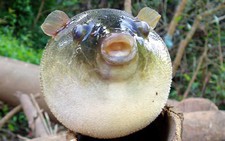 Chết sau khi ăn canh nấu gan, trứng cá nóc