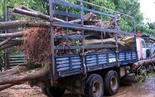 Lại nhổ cây rừng để chơi cây cảnh