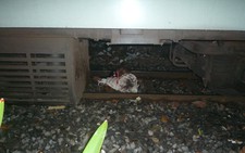 TP.HCM: Xe lửa cán chết người
